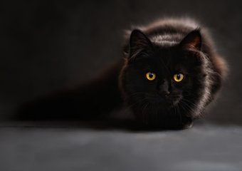 Черная кошка, или 13 помех на пути соискателя