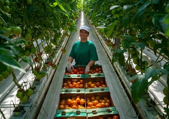 Более 1500 новых рабочих мест создаст до конца 2022 года агрохолдинг «ЭКО-культура»