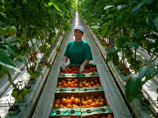Более 1500 новых рабочих мест создаст до конца 2022 года агрохолдинг «ЭКО-культура»