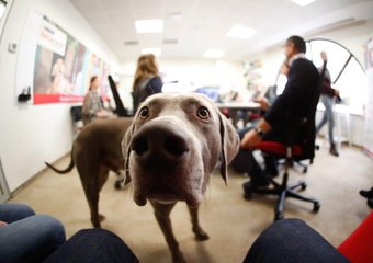 Сотрудникам PURINA разрешили приходить в офис с собаками